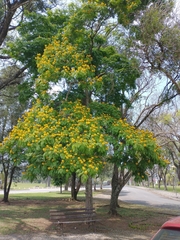Cenostigma pluviosum