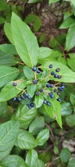Viburnum tinus