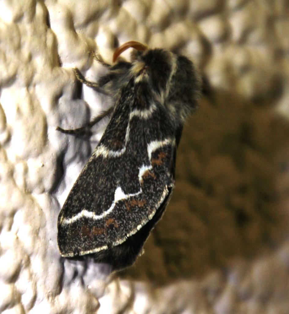 Streblote capensis