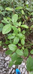 Viburnum tinus