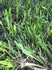 Lilaeopsis carolinensis