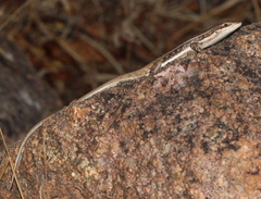 Trachylepis damarana