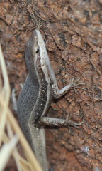 Trachylepis damarana