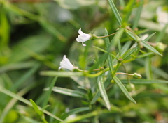 Scleromitrion diffusum