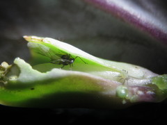 Lipaphis pseudobrassicae