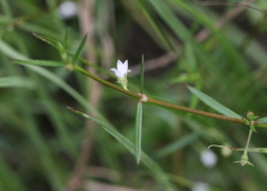 Scleromitrion diffusum