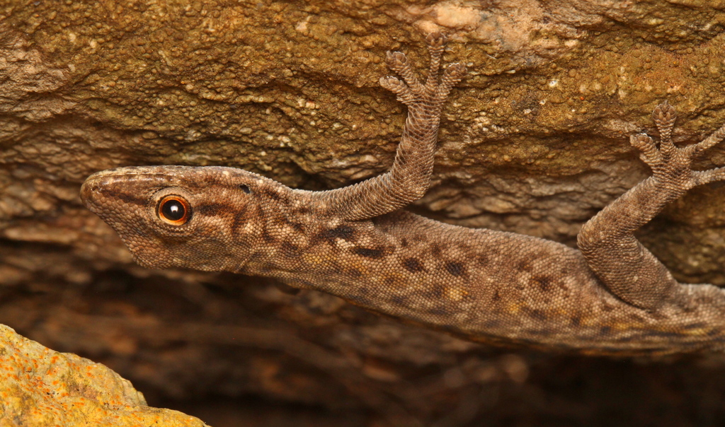 Granite Dwarf Gecko