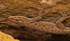 Lygodactylus graniticolus