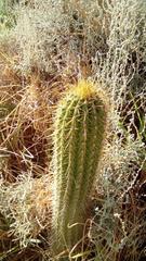 Trichocereus spachianus
