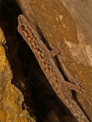 Lygodactylus graniticolus