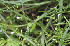 Scleromitrion diffusum