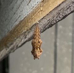 Aglais urticae
