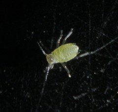 Lipaphis pseudobrassicae