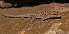 Lygodactylus graniticolus