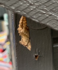 Aglais urticae