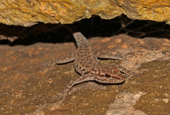 Lygodactylus graniticolus