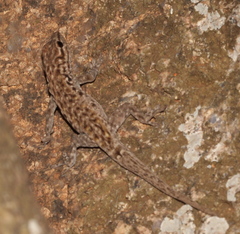 Lygodactylus graniticolus