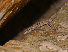 Lygodactylus graniticolus
