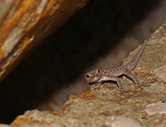 Lygodactylus graniticolus