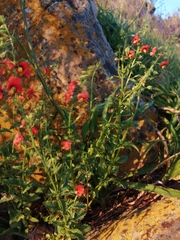 Alonsoa meridionalis