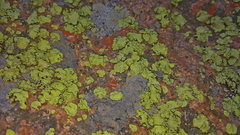 Dermatiscum thunbergii