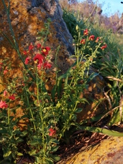 Alonsoa meridionalis