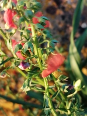 Alonsoa meridionalis