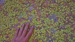 Dermatiscum thunbergii