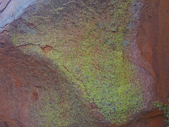 Dermatiscum thunbergii