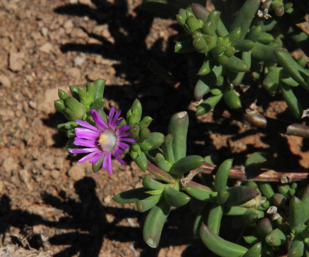 Delosperma peersii