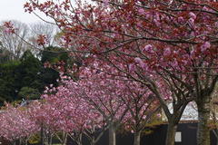 Prunus × lannesiana