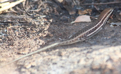 Trachylepis damarana