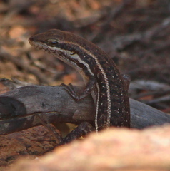 Trachylepis damarana