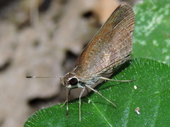 Synapte pecta