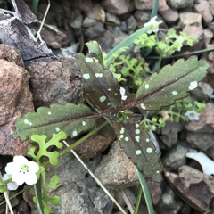 Collinsia tinctoria
