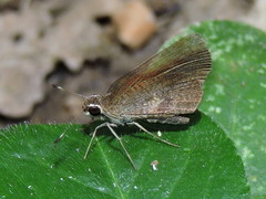 Synapte pecta