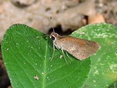 Synapte pecta