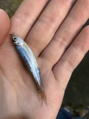 Notropis volucellus × wickliffi