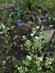 Moscharia pinnatifida