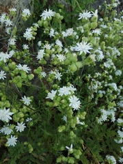 Moscharia pinnatifida