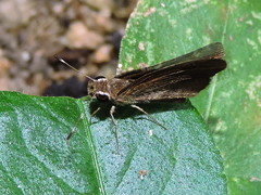 Synapte pecta