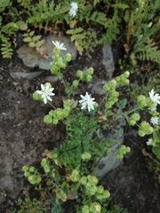 Moscharia pinnatifida