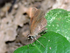 Synapte pecta