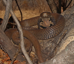 Naja mossambica