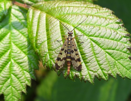 Meadow Scorpionfly, photo 3 of 10
