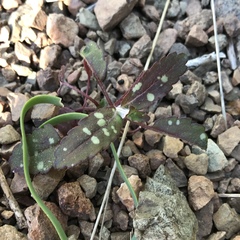 Collinsia tinctoria