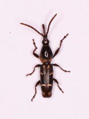 Orfilaia vulsellata