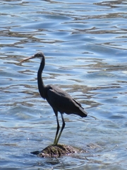 Egretta gularis