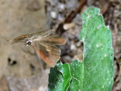 Synapte pecta