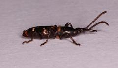 Orfilaia vulsellata